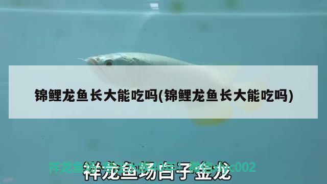 錦鯉龍魚長(zhǎng)大能吃嗎(錦鯉龍魚長(zhǎng)大能吃嗎) 元寶鳳凰魚專用魚糧