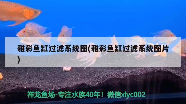 雅彩魚缸過濾系統(tǒng)圖(雅彩魚缸過濾系統(tǒng)圖片) 南美異型魚