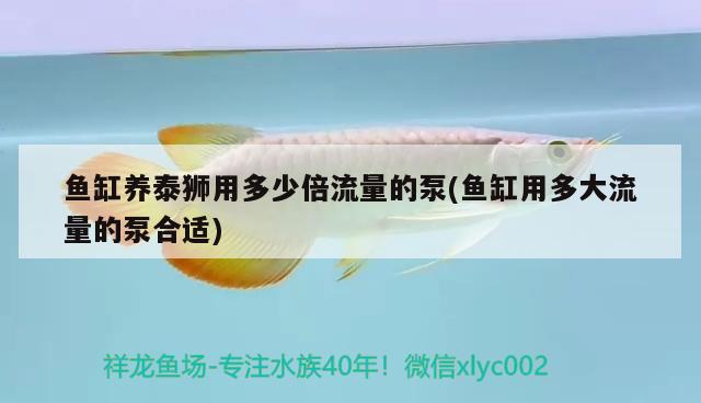 魚缸養(yǎng)泰獅用多少倍流量的泵(魚缸用多大流量的泵合適) 觀賞魚