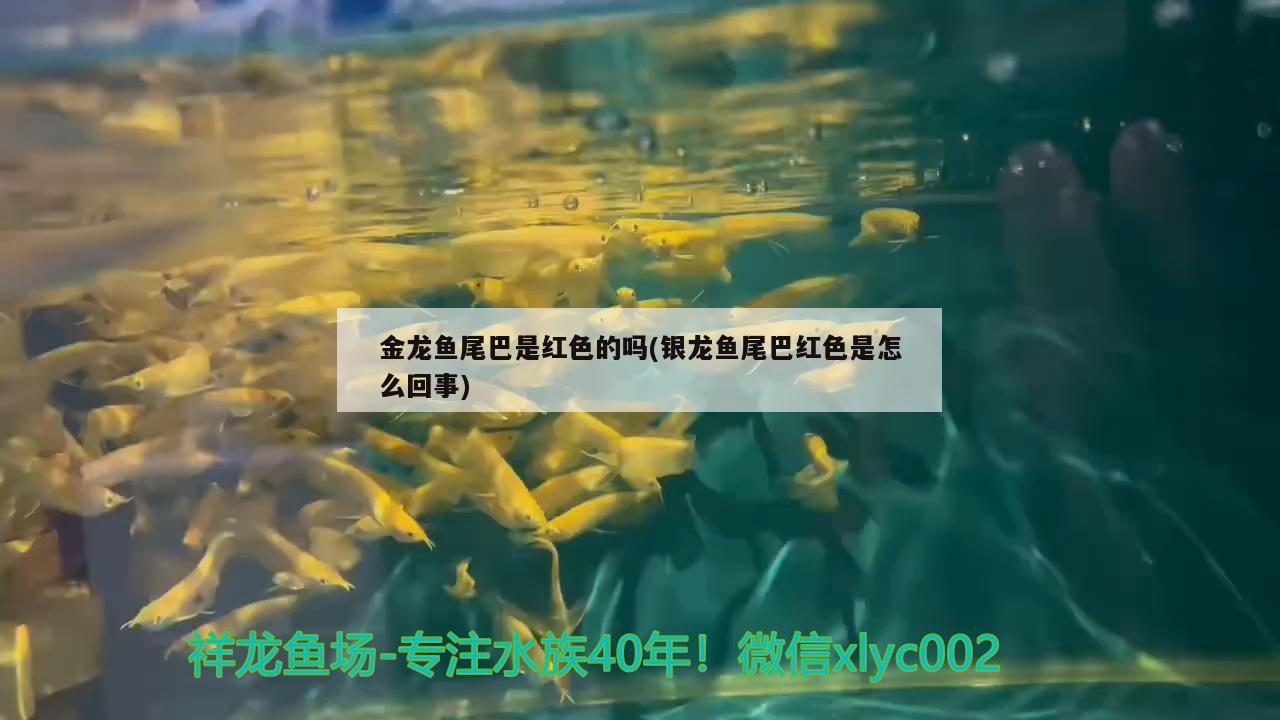 金龍魚尾巴是紅色的嗎(銀龍魚尾巴紅色是怎么回事)