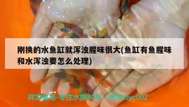 剛換的水魚缸就渾濁腥味很大(魚缸有魚腥味和水渾濁要怎么處理) 觀賞魚市場（混養(yǎng)魚）