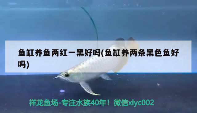 魚缸養(yǎng)魚兩紅一黑好嗎(魚缸養(yǎng)兩條黑色魚好嗎) 伊巴卡魚