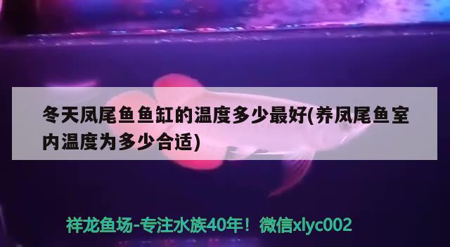 冬天鳳尾魚魚缸的溫度多少最好(養(yǎng)鳳尾魚室內溫度為多少合適)