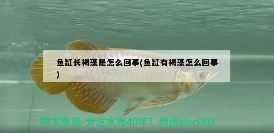 魚缸長褐藻是怎么回事(魚缸有褐藻怎么回事)