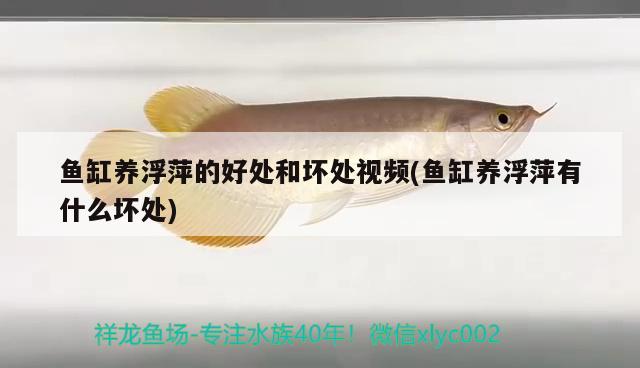 魚缸養(yǎng)浮萍的好處和壞處視頻(魚缸養(yǎng)浮萍有什么壞處)