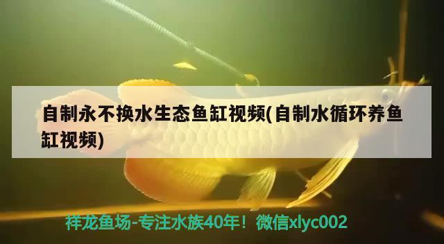 冬天怎么養(yǎng)金魚才不會那么容易死的，有沒有什么特別有文采的句子