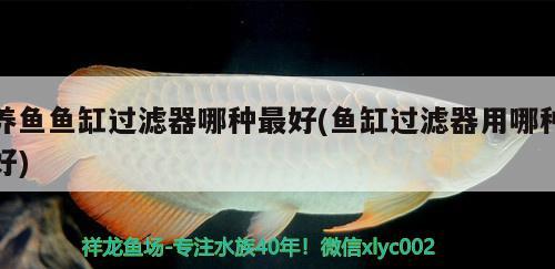 養(yǎng)魚魚缸過濾器哪種最好(魚缸過濾器用哪種好)