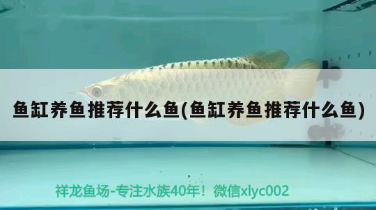 魚缸養(yǎng)魚推薦什么魚(魚缸養(yǎng)魚推薦什么魚) 魚缸風(fēng)水