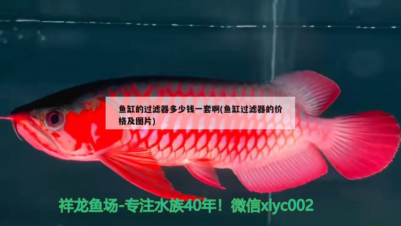 魚缸的過濾器多少錢一套啊(魚缸過濾器的價(jià)格及圖片) 福滿鉆魚