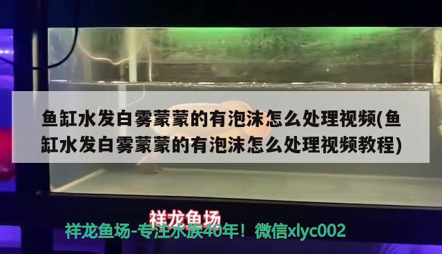 魚缸水發(fā)白霧蒙蒙的有泡沫怎么處理視頻(魚缸水發(fā)白霧蒙蒙的有泡沫怎么處理視頻教程) 福滿鉆魚