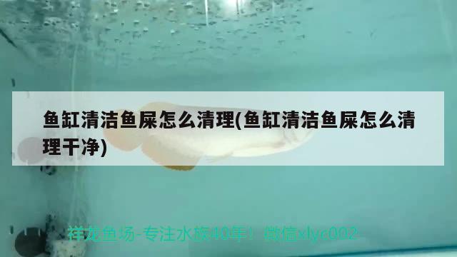 魚(yú)缸清潔魚(yú)屎怎么清理(魚(yú)缸清潔魚(yú)屎怎么清理干凈)