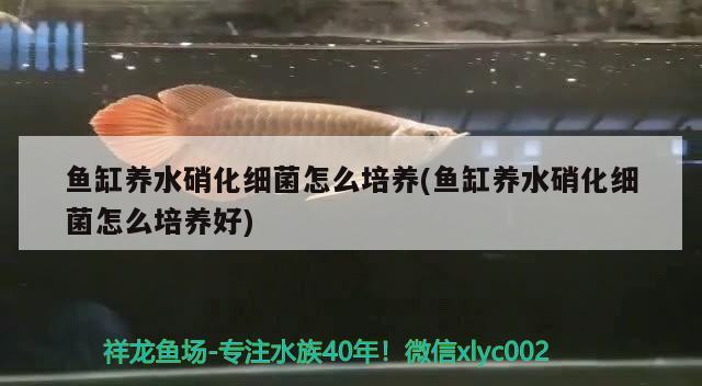 魚缸養(yǎng)水硝化細(xì)菌怎么培養(yǎng)(魚缸養(yǎng)水硝化細(xì)菌怎么培養(yǎng)好)