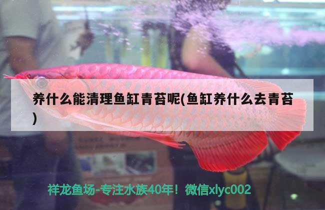 水族魚缸里需要準備什么材料養(yǎng)魚(水族魚缸里需要準備什么材料?)