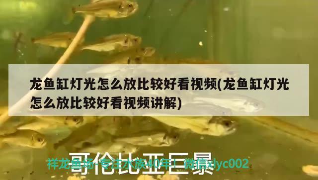 龍魚(yú)缸燈光怎么放比較好看視頻(龍魚(yú)缸燈光怎么放比較好看視頻講解) 圖騰金龍魚(yú)