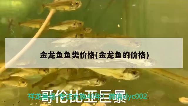 金龍魚魚類價格(金龍魚的價格) 魚缸水質(zhì)穩(wěn)定劑