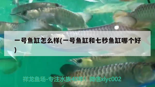 一號(hào)魚缸怎么樣(一號(hào)魚缸和七秒魚缸哪個(gè)好) 國(guó)產(chǎn)元寶鳳凰魚