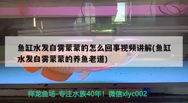 魚缸水發(fā)白霧蒙蒙的怎么回事視頻講解(魚缸水發(fā)白霧蒙蒙的養(yǎng)魚老道) 白子關(guān)刀魚 第1張