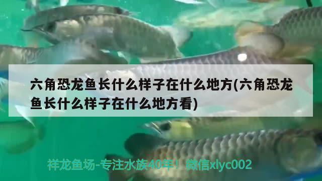 六角恐龍魚長什么樣子在什么地方(六角恐龍魚長什么樣子在什么地方看)