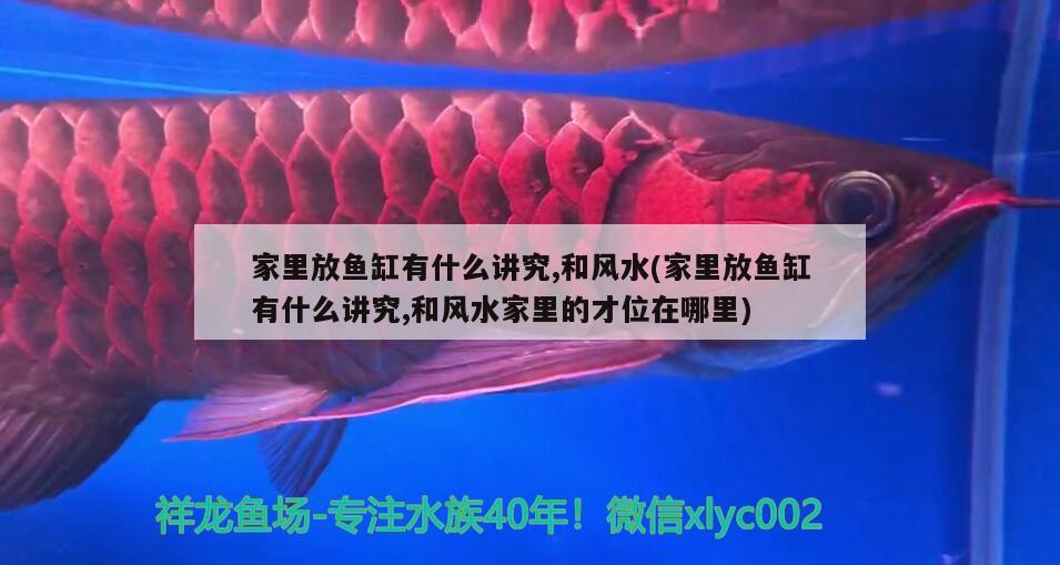 家里放魚缸有什么講究,和風(fēng)水(家里放魚缸有什么講究,和風(fēng)水家里的才位在哪里) 魚缸風(fēng)水