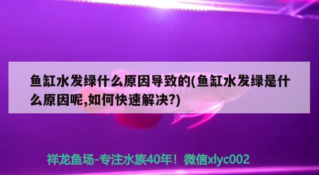 魚缸水發(fā)綠什么原因?qū)е碌?魚缸水發(fā)綠是什么原因呢,如何快速解決?)