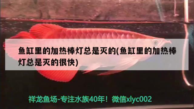 魚缸里的加熱棒燈總是滅的(魚缸里的加熱棒燈總是滅的很快)