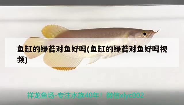 魚缸的綠苔對魚好嗎(魚缸的綠苔對魚好嗎視頻) 魚缸風(fēng)水