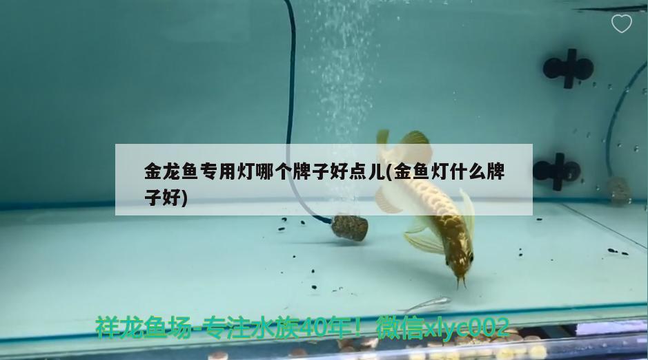 金龍魚專用燈哪個牌子好點兒(金魚燈什么牌子好) 一眉道人魚