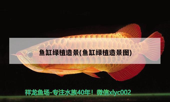 魚(yú)缸綠植造景(魚(yú)缸綠植造景圖) 狗仔（招財(cái)貓)魚(yú)苗