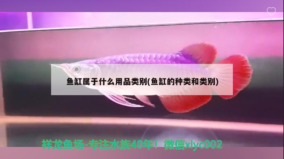 魚缸屬于什么用品類別(魚缸的種類和類別)