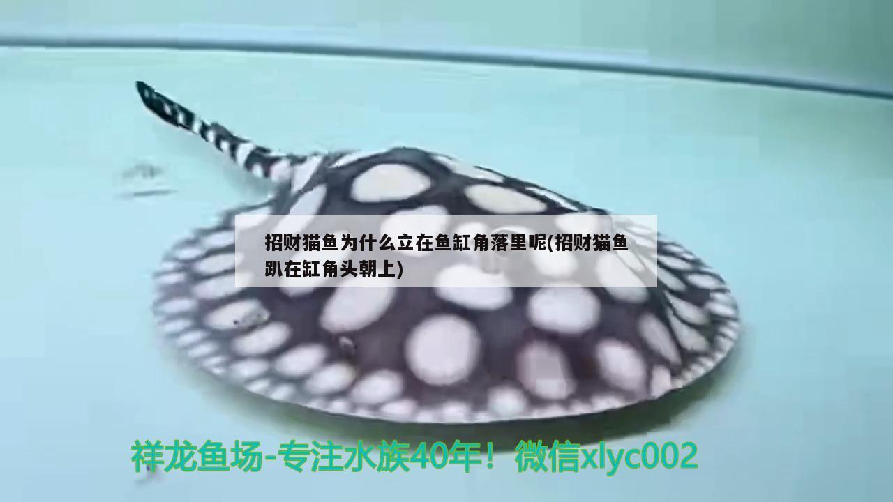 月光魚(yú)胎斑怎么看，為什么月光魚(yú)一條總追另一條咬用不用分缸