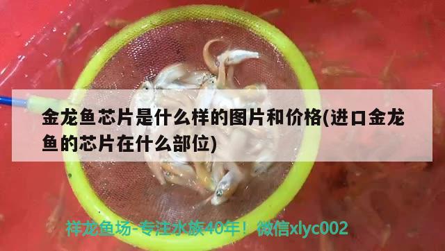 金龍魚芯片是什么樣的圖片和價格(進口金龍魚的芯片在什么部位) 白玉紅龍魚