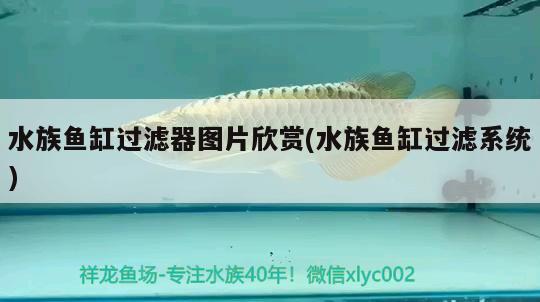 水族魚(yú)缸過(guò)濾器圖片欣賞(水族魚(yú)缸過(guò)濾系統(tǒng)) 龍魚(yú)百科