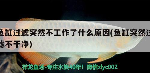 魚缸過濾突然不工作了什么原因(魚缸突然過濾不干凈)