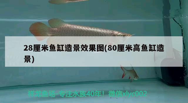 28厘米魚(yú)缸造景效果圖(80厘米高魚(yú)缸造景) 海象魚(yú)