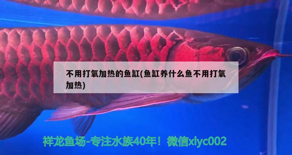 不用打氧加熱的魚缸(魚缸養(yǎng)什么魚不用打氧加熱)