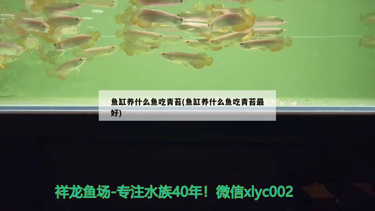 沈陽(yáng)市大東區(qū)精品海霸水族店 全國(guó)水族館企業(yè)名錄 第1張