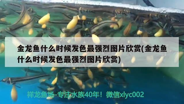 金龍魚什么時候發(fā)色最強烈圖片欣賞(金龍魚什么時候發(fā)色最強烈圖片欣賞)