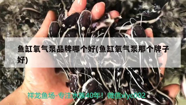 魚缸氧氣泵品牌哪個(gè)好(魚缸氧氣泵那個(gè)牌子好)