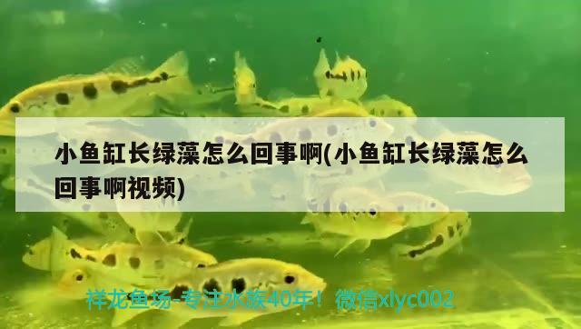 小魚缸長(zhǎng)綠藻怎么回事啊(小魚缸長(zhǎng)綠藻怎么回事啊視頻) 白子紅龍魚