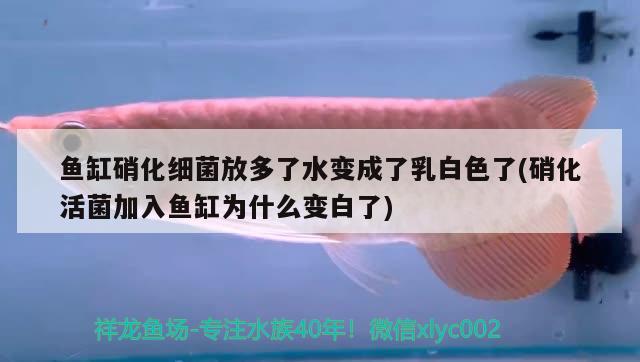 如何過濾魚缸里渾濁的水(有過濾器的魚缸里的水渾濁怎么辦) 黑金魟魚