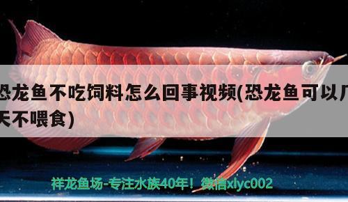 恐龍魚不吃飼料怎么回事視頻(恐龍魚可以幾天不喂食)