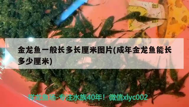 金龍魚一般長多長厘米圖片(成年金龍魚能長多少厘米) 白化火箭魚