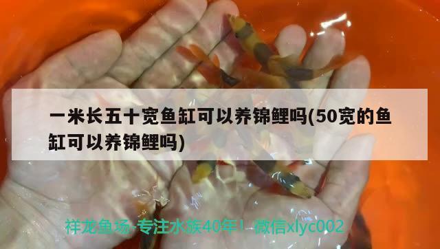 一米長五十寬魚缸可以養(yǎng)錦鯉嗎(50寬的魚缸可以養(yǎng)錦鯉嗎) 黃金招財貓魚