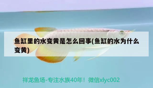 濟(jì)南魚(yú)缸回收上門(mén)電話(huà)多少錢(qián)：濟(jì)南魚(yú)缸上門(mén)維修電話(huà) 廣州水族批發(fā)市場(chǎng) 第2張