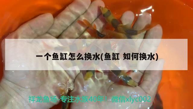 一個(gè)魚(yú)缸怎么換水(魚(yú)缸如何換水) 白子關(guān)刀魚(yú)