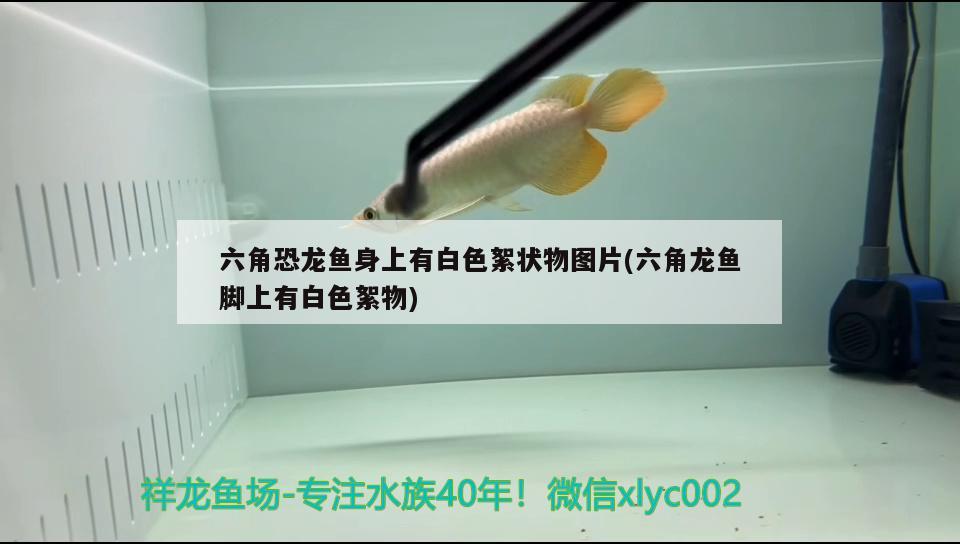 下過濾魚缸怎么拆卸視頻教程圖解（下過濾魚缸怎么拆卸視頻教程圖解大全）