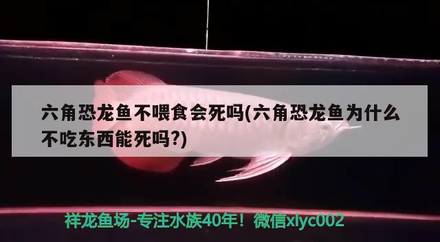 六角恐龍魚不喂食會死嗎(六角恐龍魚為什么不吃東西能死嗎?) 黑云魚