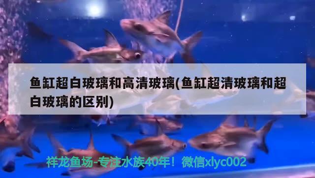 魚(yú)缸超白玻璃和高清玻璃(魚(yú)缸超清玻璃和超白玻璃的區(qū)別) 帝王三間魚(yú)