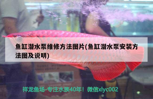 魚缸潛水泵維修方法圖片(魚缸潛水泵安裝方法圖及說明) 羅漢魚