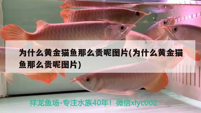 佛山金魚缸工廠招聘信息電話（佛山養(yǎng)魚招工） 龍魚芯片掃碼器 第4張